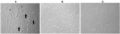 Establishment and Characterization of Canine Mammary Gland Carcinoma Cell Lines With Vasculogenic Mimicry Ability in vitro and in vivo